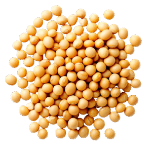 Soybean