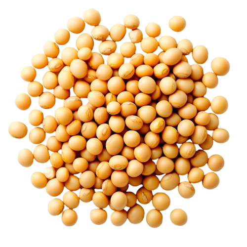 Soybean
