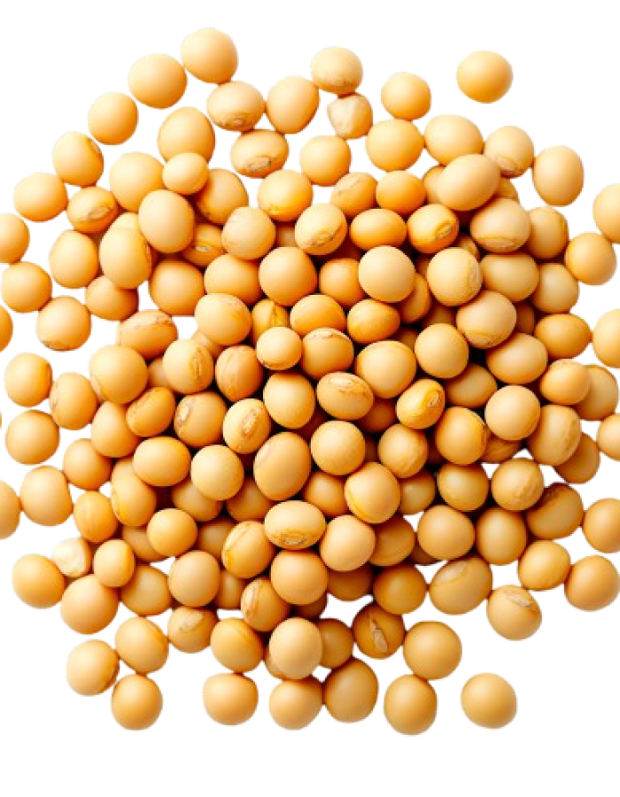 Soybean